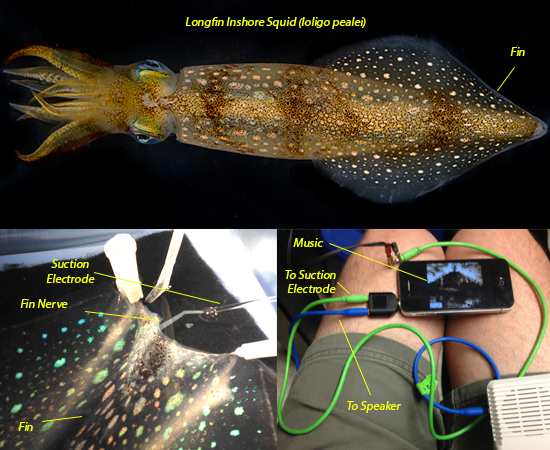 What happens when you let a squid listen to Hip&nbsp;Hop?